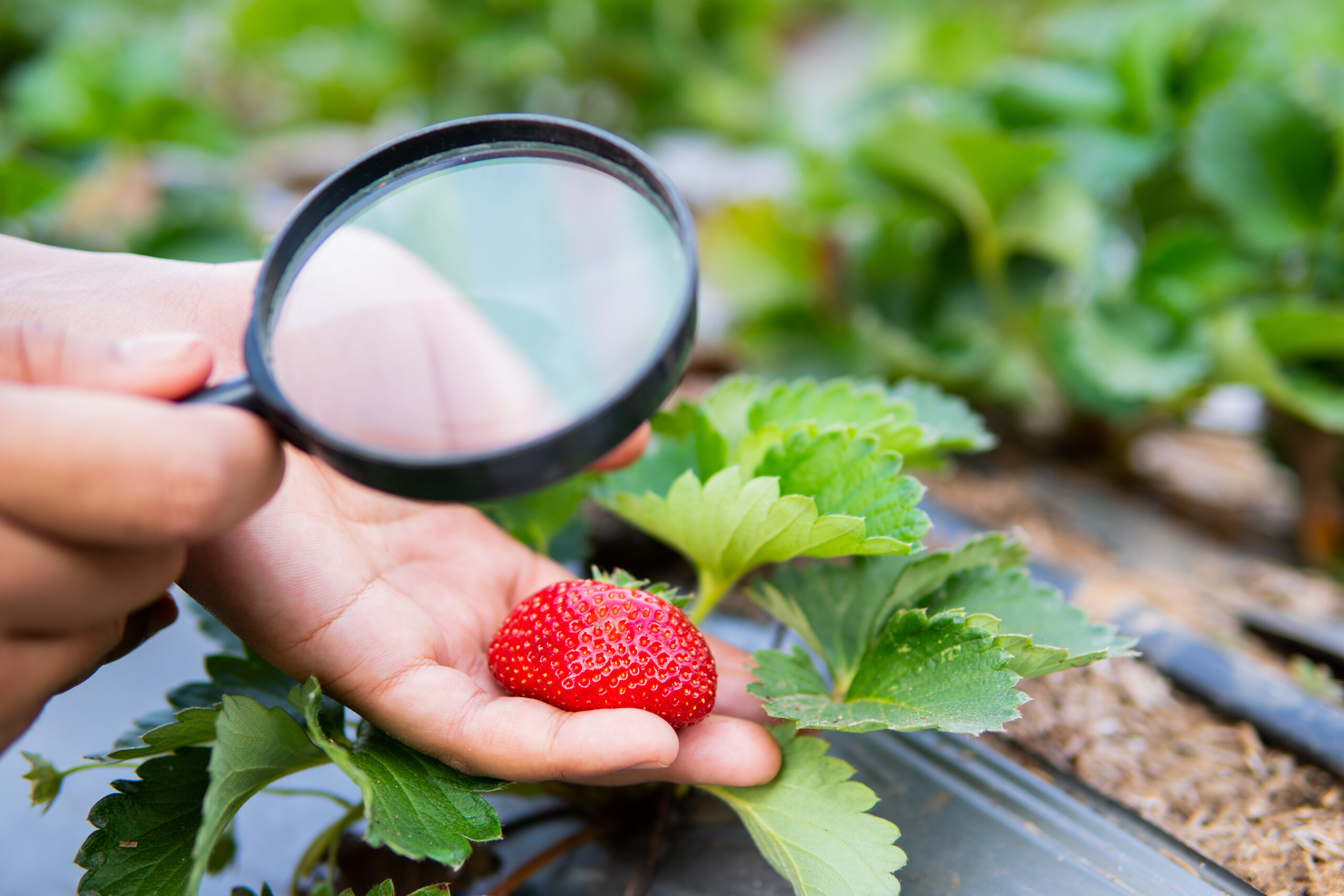 Quality Control Inspector Checking Strawberry Crops Under Rigorous Food Safety Protocol