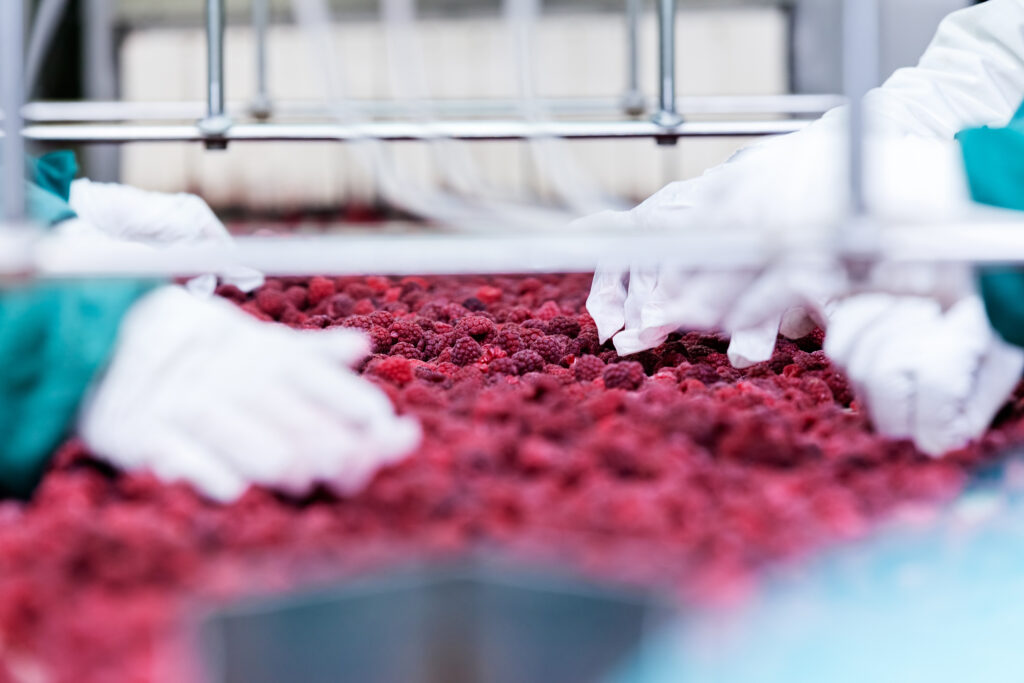 Sustainable raw fruit sorting process at Chaucer Foods factory