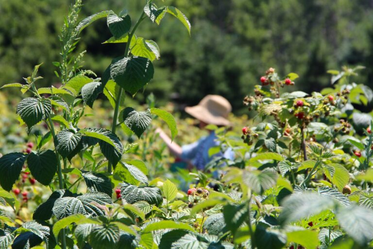 Ethical farm harvesting and agricultural sourcing for freeze-dried fruit