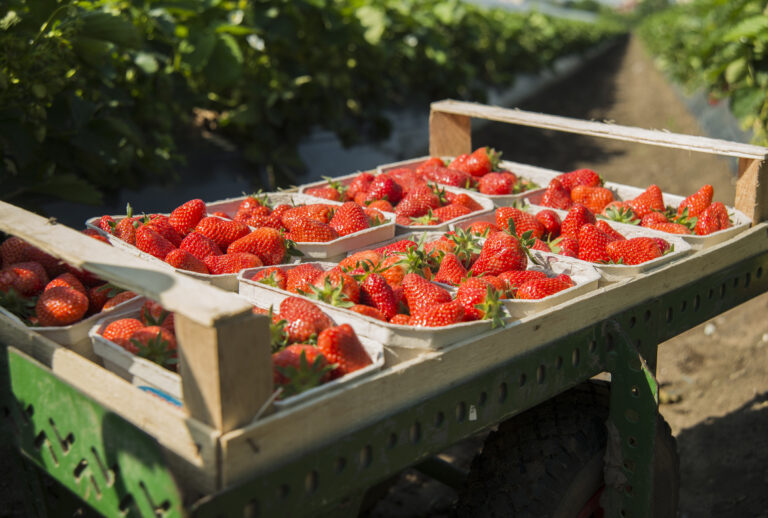 Chaucer Foods premium freeze-dried strawberry sourcing and quality inspection
